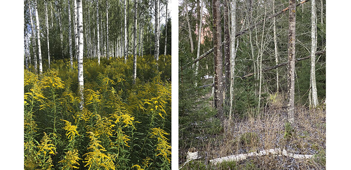 Kollage av två bilder: till vänster en likåldrig ung björkskog, till höger en olikåldrig lövskog med grenar och stammar på marken.