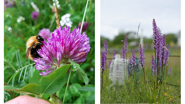 Collage med två bilder: en närbild på en humla på en rödklöver, en bild på en grupp lila blommor. Foton.