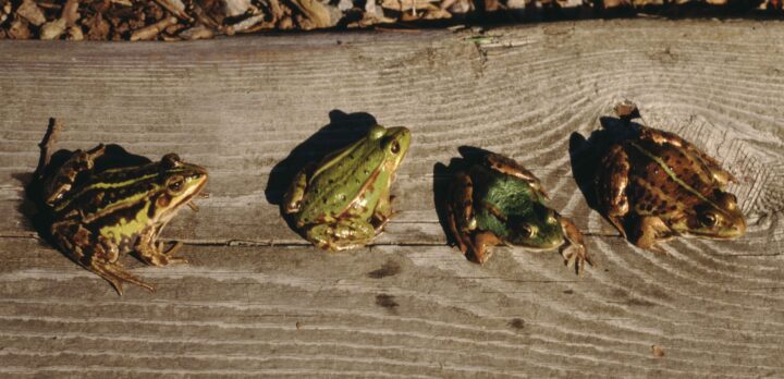 Fyra grodor i olika grön-bruna nyanser på en planka. Foto.