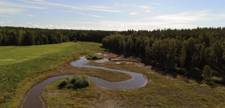 En meandrande å på ett fält vid en skog. Foto.