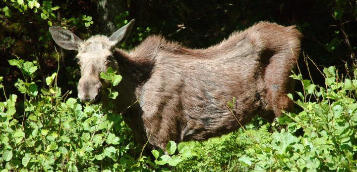 Älg i snår med lövträd. Foto.