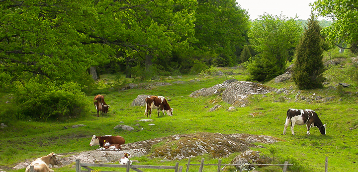 grön beteshage om sommaren med betande kor, lövträd runt omkring. Foto.