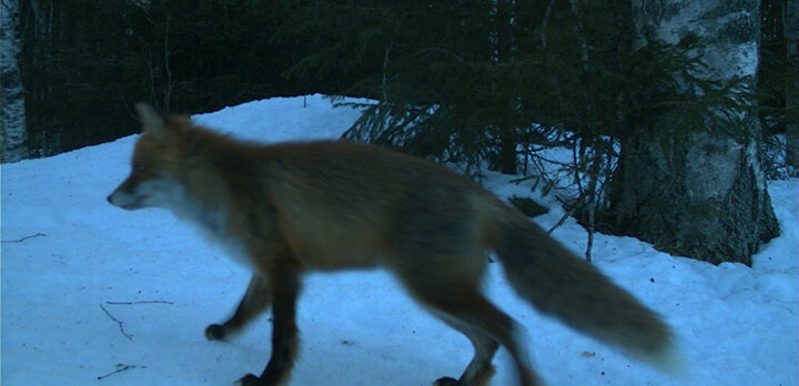 Räv i skymning. Foto tagen med viltkamera.