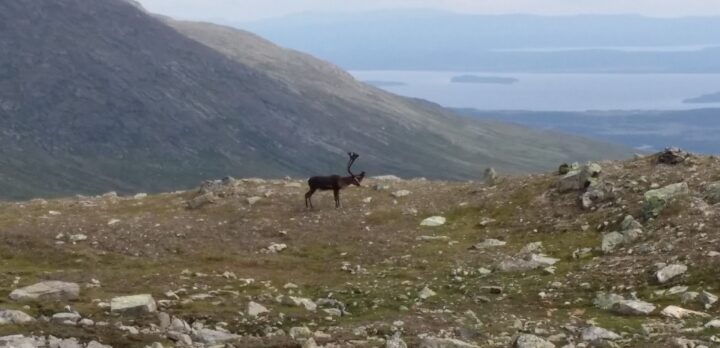 Fjällandskapmed berg och sjö, en ensam ren. Foto.