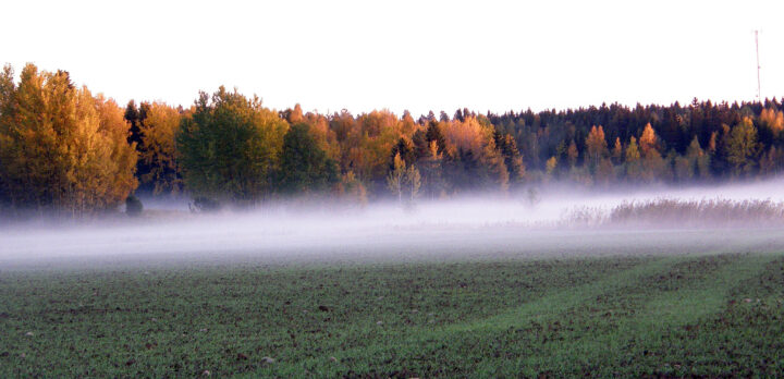 Dimma över åkermark.