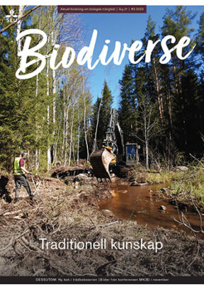 Tidningsomslag med texten Biodiverse och traditionell kunskap. Grävmaskin gräver i ett vattendrag i skogen. Foto.