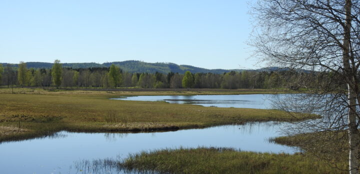 Ett landskap med låg gräsmark och våtmark i förgrunden, skog bakom det och längst bort kullar. Foto.