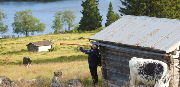 En ängssluttning ner mot vattnet. I förgrunden en fjällko och bakom den en grå timrad lada. Vid knuten står en person och blåser i en närverlur. Foto.