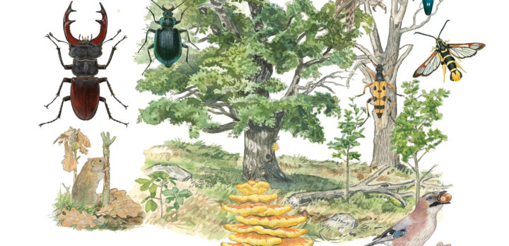 Bokomslag med ek omgiven av svampar, insekter och fjärilar. Illustration.