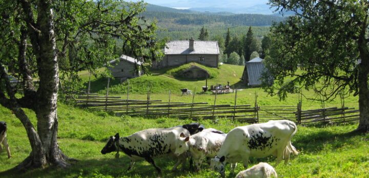 Öppen mark i en sluttning omgiven av skog och i bakgrunden blånande berg. I förgrunden en grupp med fjällkor och ett par getter. Foto