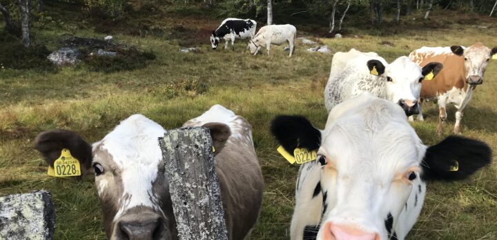 Närbild på kor som sträcker sig mot fotografen. Foto.