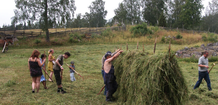 Personer på en äng lägger upp hö på en hässja. Foto.