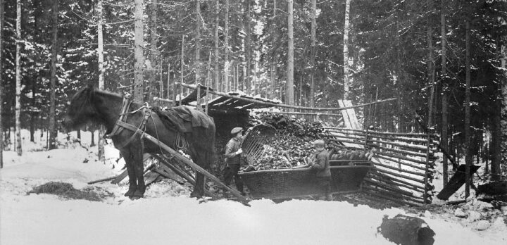 En häst står selad vid en släde, en pojke står vid lasset som står i en vinterskog. Svartvitt foto.