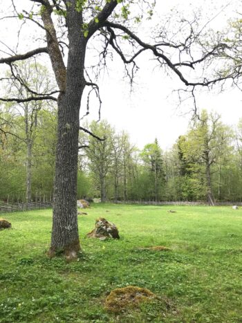 Ängsmark med kort gräs, ett stort träd står i förgrunden. Foto.