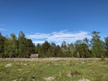 Ängsmark med stengärdesgård i bakgrunden, samt skogsskärm bakom gärdesgården. Foto.