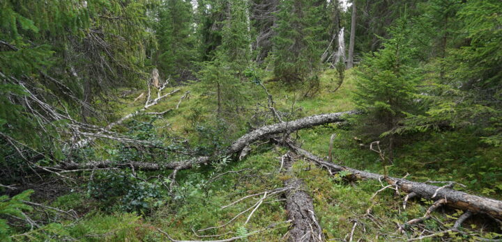 Skogsmark med lågor och död ved. Foto.