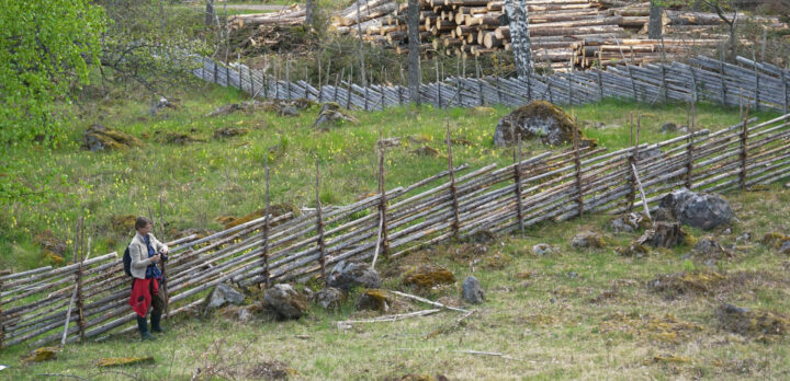 Genom en kuperad ängsmark går en gärdesgård. På bortre sidan av gärdesgården syns många gula blommor. En person står vid sidan av gärdesgården. Foto.