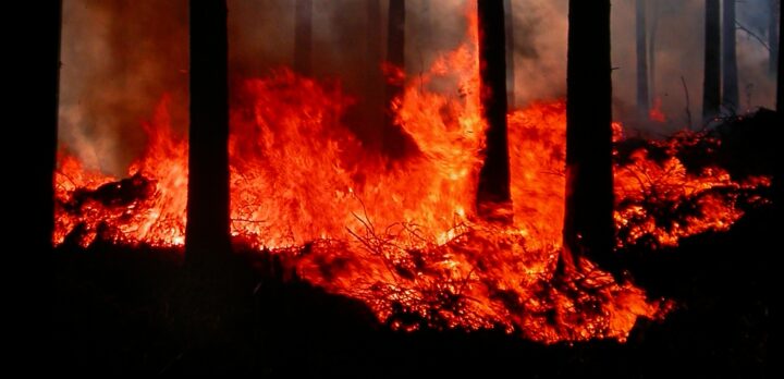 A forest with black tree stems in backlight, smoke in the air and fire on the ground. Foto.