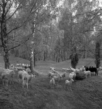 Ängsmark med fulvuxna björkar och enar, en flock får. Svartvitt foto.