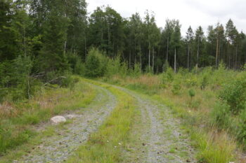 En gräsbeväxt grusväg i en skog, på ena sidan djup skog, på andra sidan en öppning. Foto.