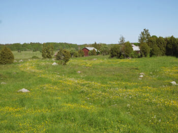 Äng om sommaren med träd oc några hus i bakgrunden. På ängen syns som hjulspår av gula blommor. Foto.