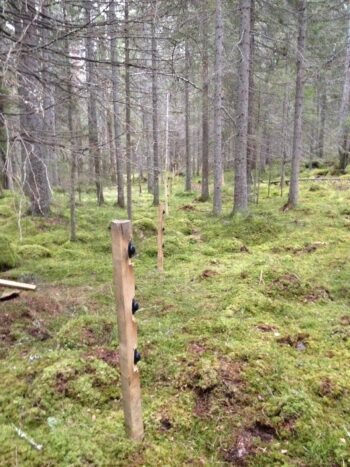 Mossig skogsmark med kala stammar, en nygjord elstängselstör är nedslagen i marken. Foto.