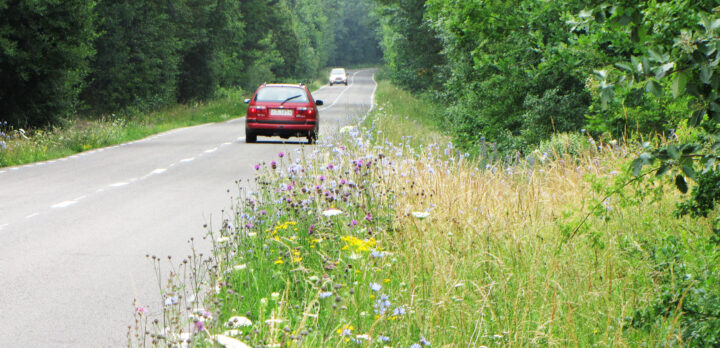 En vägkant vid landsväg, där en mängd blommor blommar. Ett par bilar syns på vägen, som kantas av grönskande träd. Foto.
