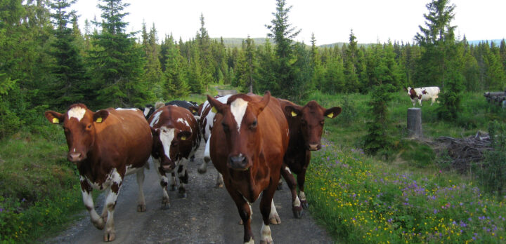 Grusväg i en låg öppen granskog, en flock brunvita kor går mot kameran. Foto.