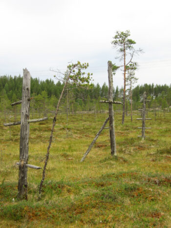 Myrmark med enstaka små tallar, samt gamla torra störar nedstuckna i marken. Foto.