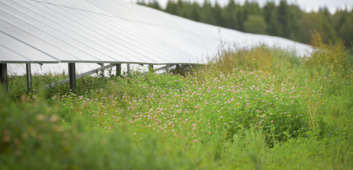 Blomsteräng med rosa små blommor, solpaneler i bakgrunden. Foto.