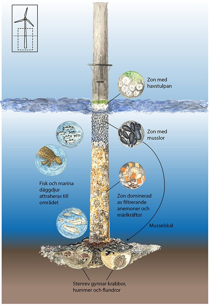 Havet i genomskärning med ett fundament på en vindkraftsnurra i fokus. Olika arter av havslevande organismer mär utritade på ställen där de ofta förekommer. Illustration.