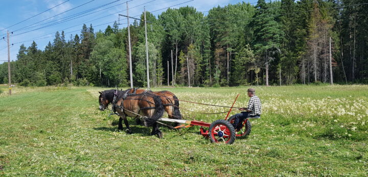 En bred kraftledningsgata med ängsmark och högt gräs. I centrum av bilden en hästdragen gräsklippare med två arbetshästar. Foto.