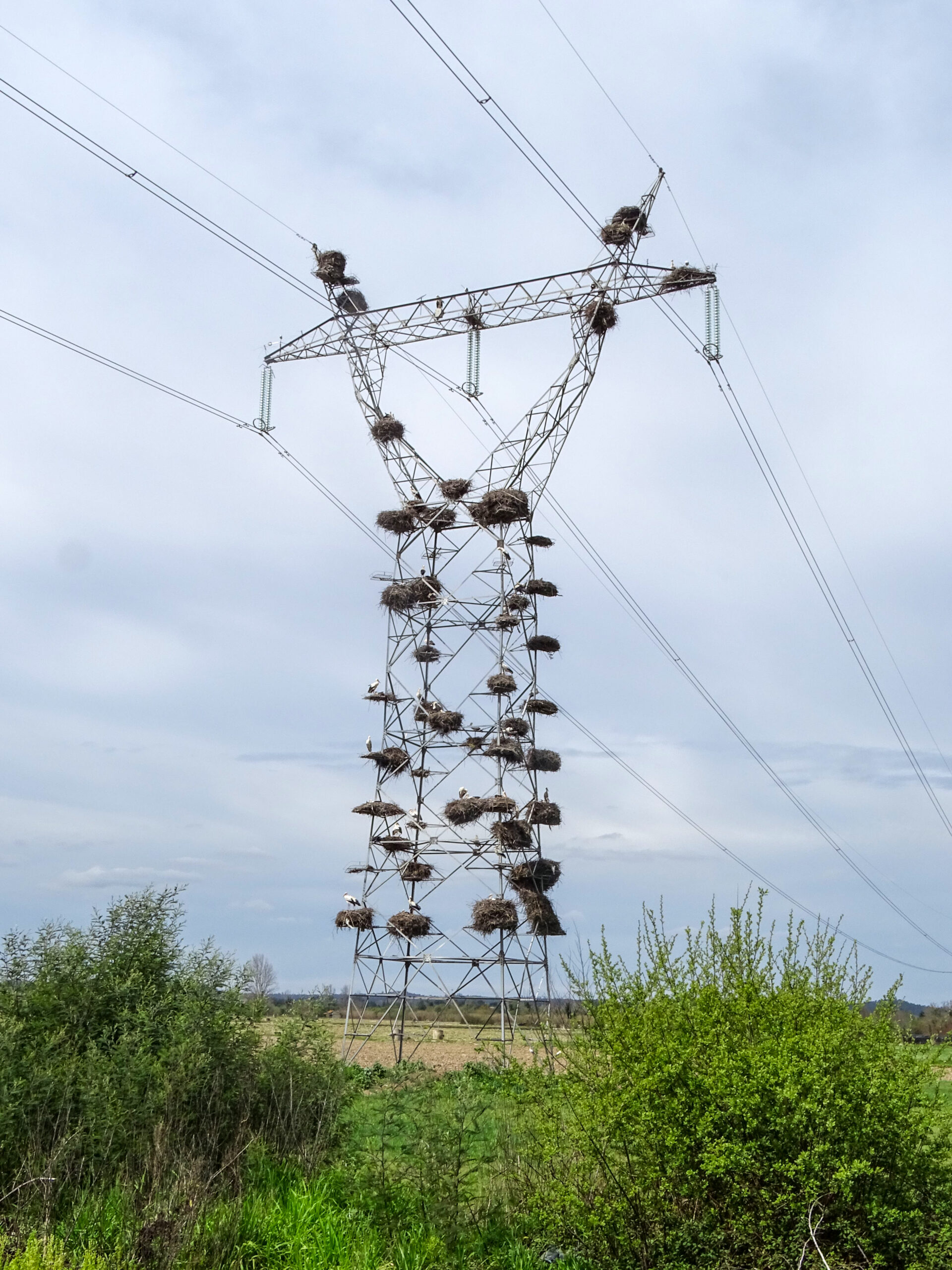En stor kraftledningsstolpe som är en järnstruktur med armar. Ett fyrtiotal fågelbon finns i stolpen. Stora fåglar sitter i några av bona. Foto.