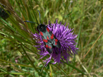 Närbild på en lila blomma, med en fjärilsliknande insekt, svart med röda fläckar och tjocka antenner. Foto.