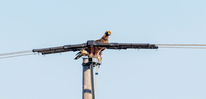 En hög elledningsstolpe, med en rovfågel längst upp på stolpen. På ledningarna närmast stolpen är svart plaststruktur. foto.