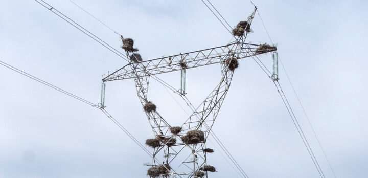 Stork nests on a big powerline pylon.
