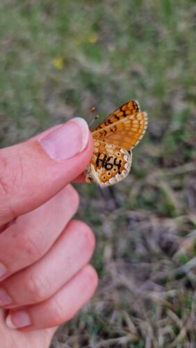 Närbild på en hand som håller en orange fjäril som är märkt med bokstäver och siffror på ena vingen. Foto.