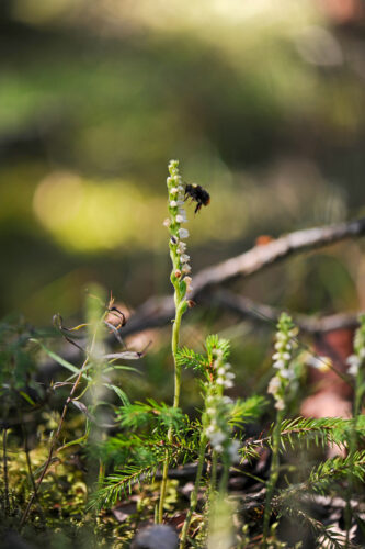 Närbild på en låg växt i skogsmark, som har en stängel med små vita klockor. En humla är på väg att sätta sig på blomstängeln. Foto.