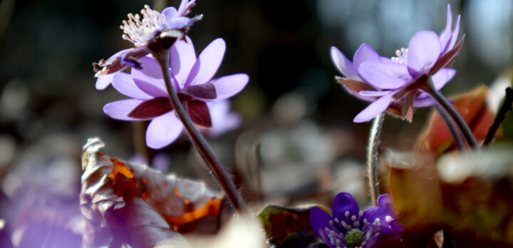 Närbild på blålila blommor i motljus. Foto.