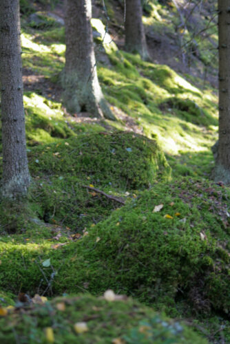 Bild på en mossbeklädd skogsmark, med stora stammar och solfläckar. Foto.