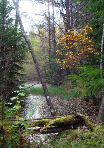 Våtmark i skogen, på hösten. Ett murket träd ligger på marken, och man ser vatten på marken. Foto.