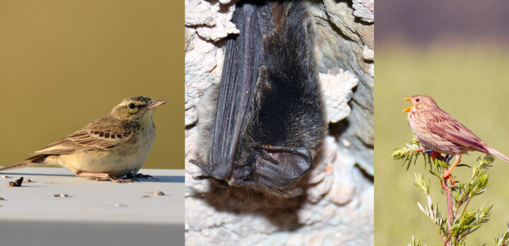 Tre bilder på olika arter: Närbild på liten brungrå fågel på ett bord, närbild på fladdermus som hänger uppochned, närbild på sjungande fågel i en buske. Foton.