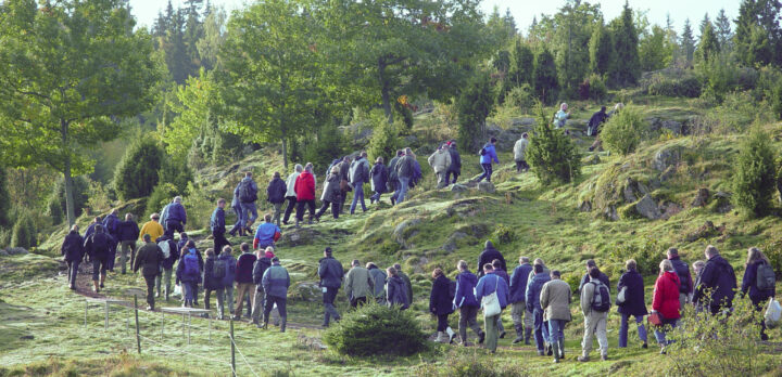 En stor grupp människor går uppför en backe i en betesmark med några träd, enbuskar och klippor. Foto.
