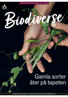 Tidningsomslag