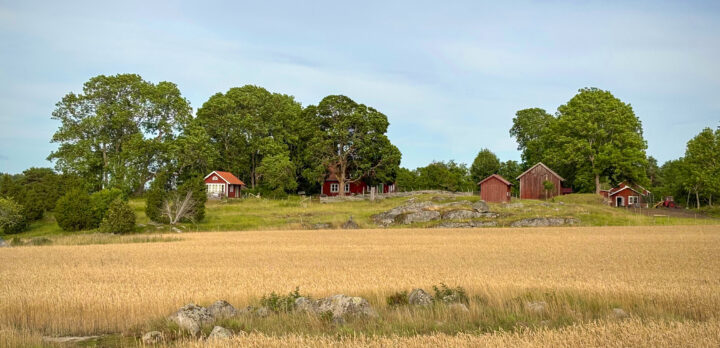 Vy över åker med gulnad stråsäd, en kulle i bakgrunden med röda hus och stugor samt träd. I mitten av åkern ett stenröse. Foto.
